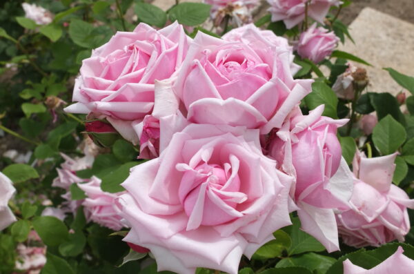 バラをもっと深く知る㊵ HTは単花咲き！？