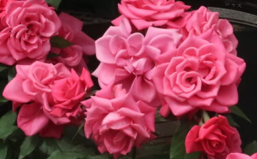 Labyrinth バラの迷宮 pickup212『インセプション』