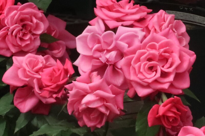 Labyrinth バラの迷宮 pickup212『インセプション』