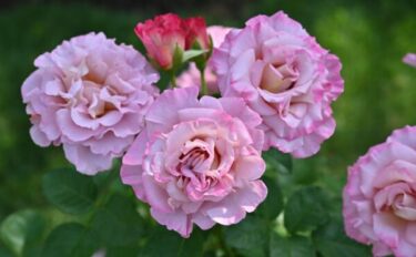 Labyrinth バラの迷宮 pickup214『フリゼ』