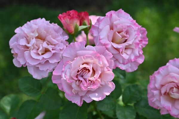 Labyrinth バラの迷宮 pickup214『フリゼ』