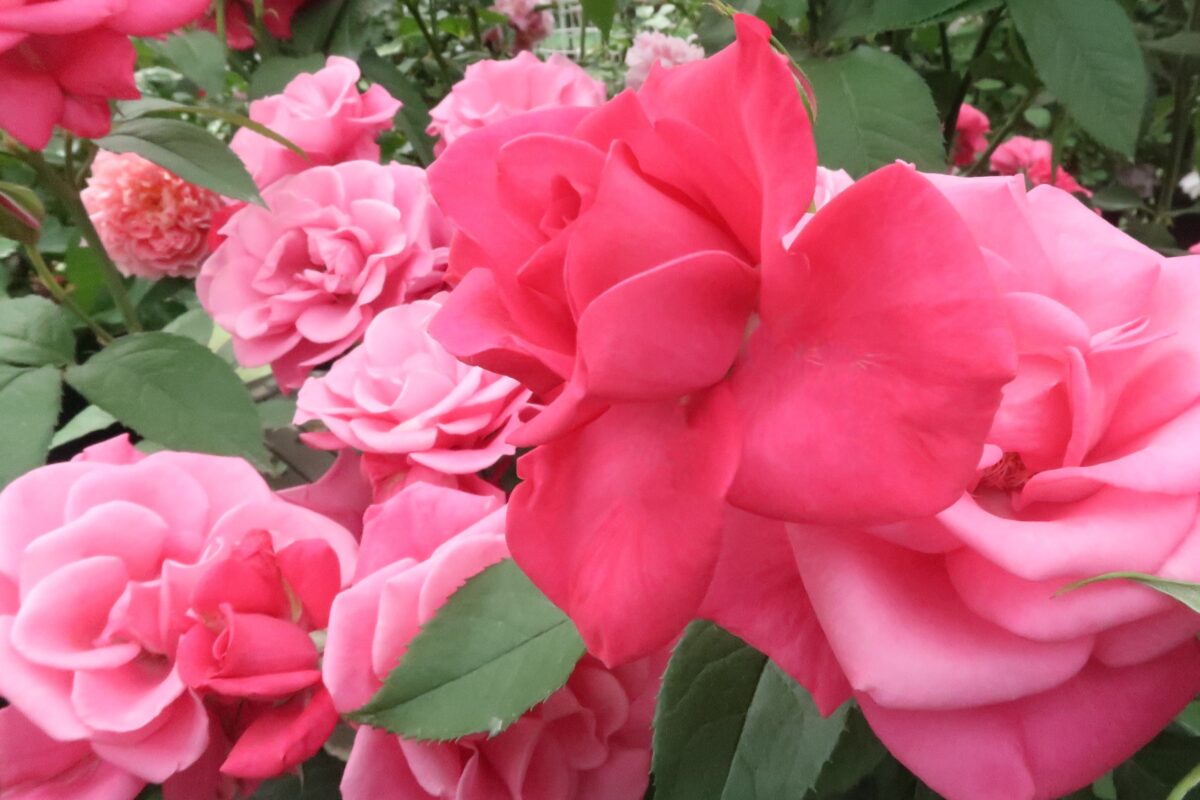 薔薇 Labyrinth バラの迷宮 pickup214『フリゼ』 | 植物とあなたを