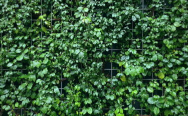 グリーンカーテンにおすすめの植物15選！目隠しや日除け対策に