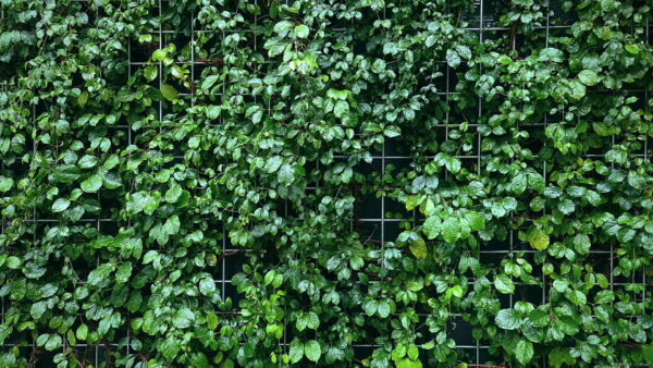 グリーンカーテンにおすすめの植物15選！目隠しや日除け対策に