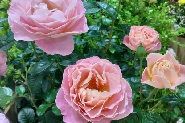 Labyrinth バラの迷宮 pickup215『ドルンブルガー シュロスローズ』