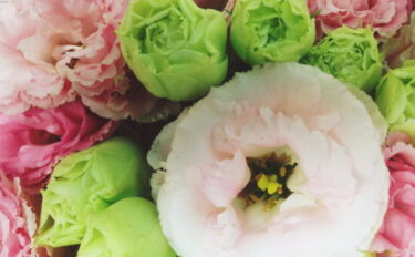 6月の誕生花と花言葉を紹介！ギフトやガーデニングの参考に