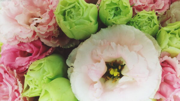 6月の誕生花と花言葉を紹介！ギフトやガーデニングの参考に