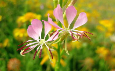 ガウラの育て方｜切り戻しや冬越し株分け時期も紹介