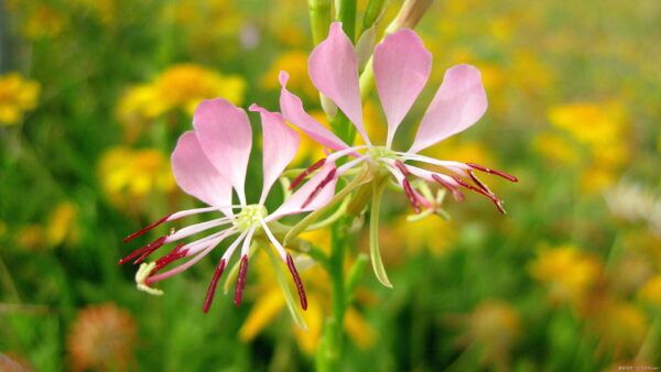 ガウラの育て方｜切り戻しや冬越し株分け時期も紹介