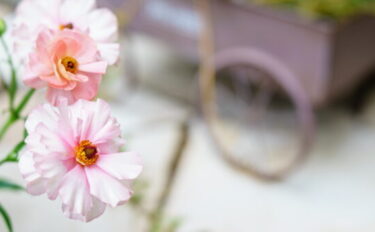 ラナンキュラス・ラックスの育て方｜植えつけ時期や日当たり、水やり頻度を紹介