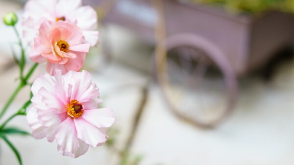 ラナンキュラス・ラックスの育て方｜植えつけ時期や日当たり、水やり頻度を紹介