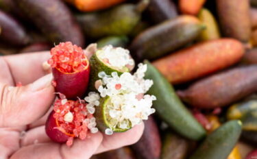 フィンガーライムの育て方｜冬越しや室内での育て方のポイントも