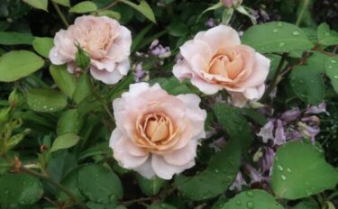 Labyrinth バラの迷宮 pickup216『うののさらら』