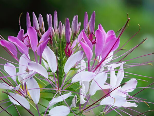7月に咲く花20選｜夏の始まりに開花するおすすめ植物は？