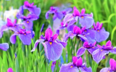 【アヤメの育て方】初心者でも安心！植え方と育てるコツ