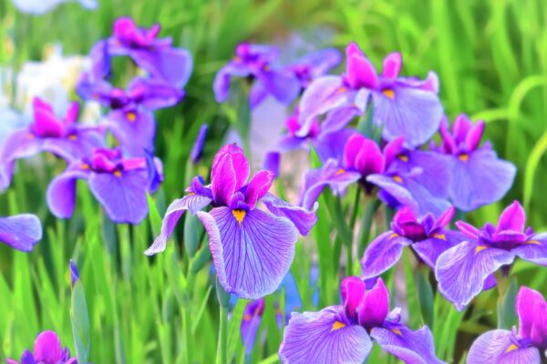 【アヤメの育て方】初心者でも安心！植え方と育てるコツ