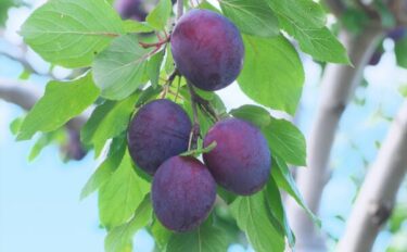 家庭で育てるプルーン｜剪定・収穫の時期や育て方のコツ