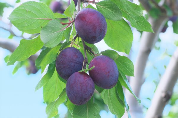 家庭で育てるプルーン｜剪定・収穫の時期や育て方のコツ