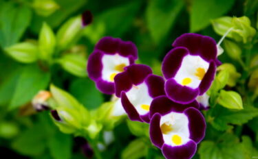 トレニアの育て方｜種まき・切り戻し・摘芯・冬越しも