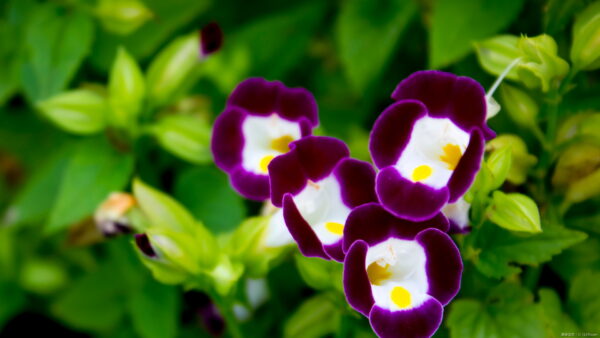 トレニアの育て方｜種まき・切り戻し・摘芯・冬越しも