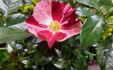 Labyrinth バラの迷宮 pickup219『シムサラビン！』