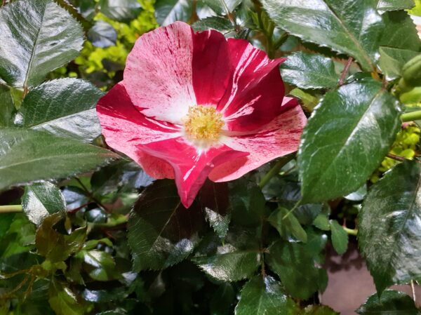 Labyrinth バラの迷宮 pickup219『シムサラビン！』