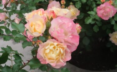 Labyrinth バラの迷宮 pickup217『シトリン ルージュ』