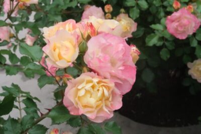 Labyrinth バラの迷宮 pickup217『シトリン ルージュ』