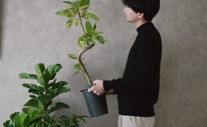 園芸インストラクターのかいさん 観葉植物の魅力をInstagramで発信中！  【前編】フィカス・ベンガレンシスとともに植物との暮らしをスタート！