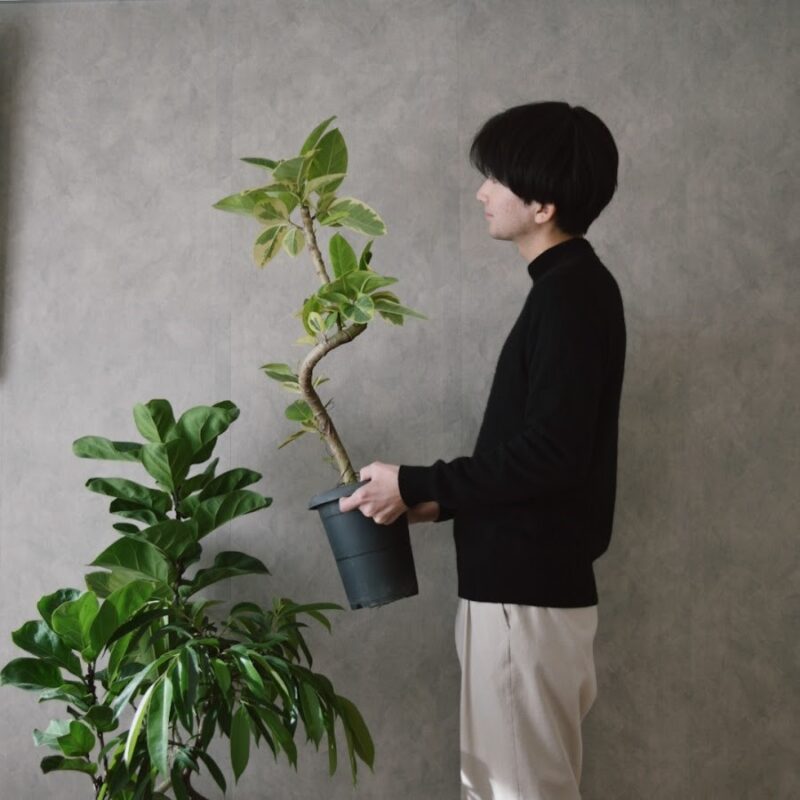 園芸インストラクターのかいさん 観葉植物の魅力をInstagramで発信中! 【前編】フィカス・ベンガレンシスとともに植物との暮らしをスタート!