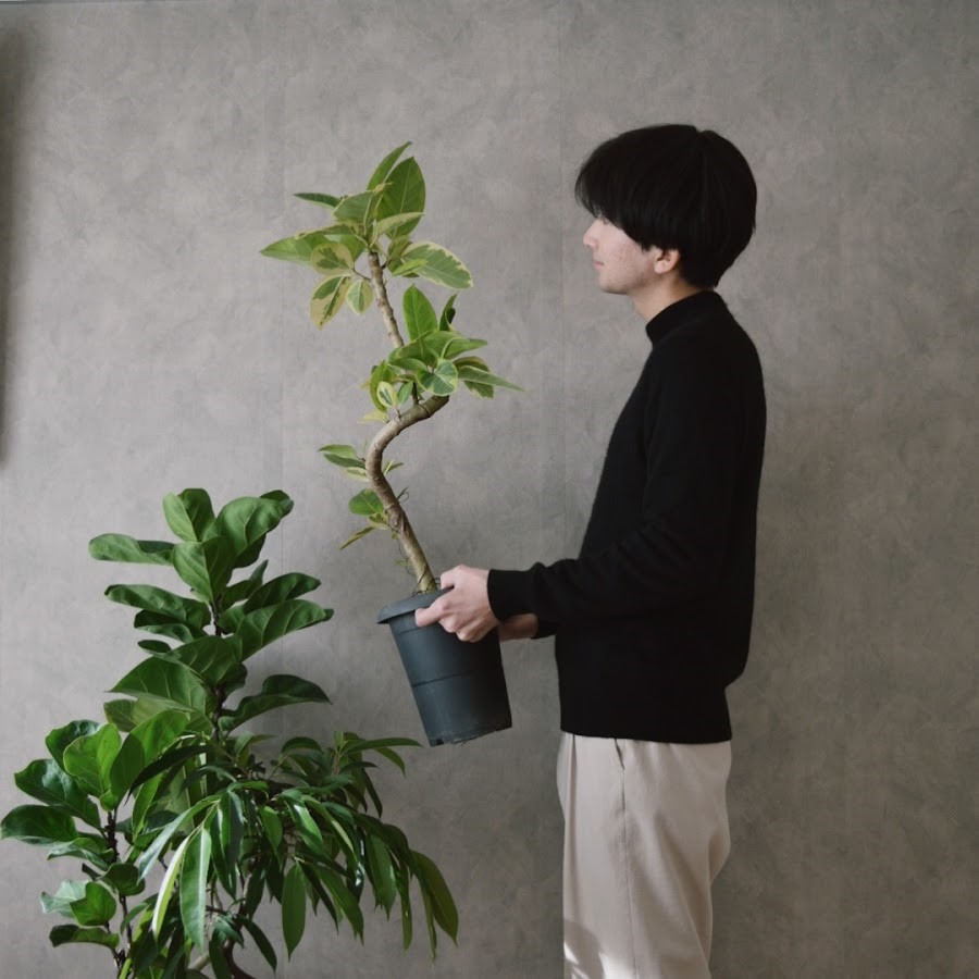 園芸インストラクターのかいさん 観葉植物の魅力をInstagramで発信中！  【前編】フィカス・ベンガレンシスとともに植物との暮らしをスタート！