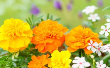 【暑さに強い花6選】おすすめの植物と夏のガーデニングを成功させるポイント