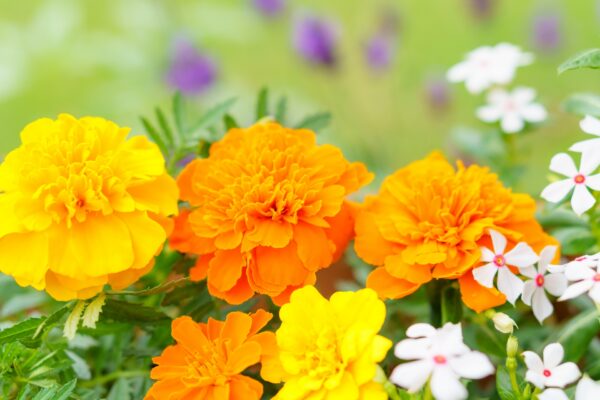 【暑さに強い花6選】おすすめの植物と夏のガーデニングを成功させるポイント