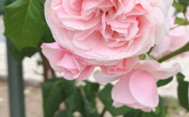 バラをもっと深く知る㊷葉が決める花の印象 その②HT～近年の海外のバラ