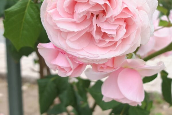 バラをもっと深く知る㊷葉が決める花の印象 その②HT～近年の海外のバラ