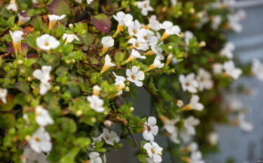 バコパ（ステラ）の育て方｜植えつけ・剪定・仕立て方まで徹底解説