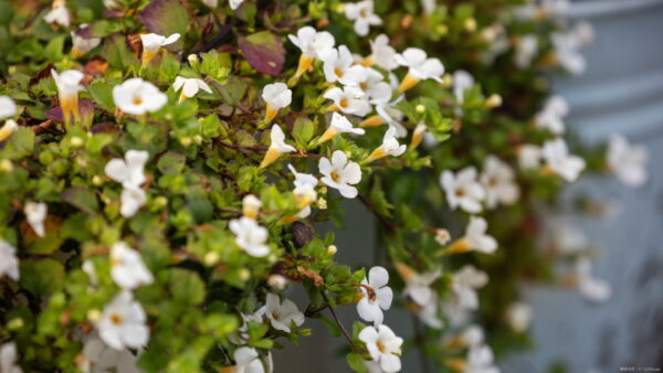 バコパ（ステラ）の育て方｜植えつけ・剪定・仕立て方まで徹底解説