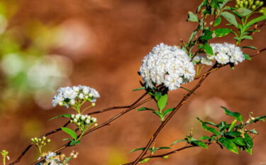 コデマリの育て方｜剪定方法や株分け、仕立て方のコツも紹介