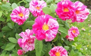 バラをもっと深く知る㊶葉が決める花の印象 その①オールドローズ