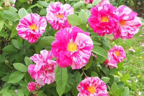 バラをもっと深く知る㊶葉が決める花の印象 その①オールドローズ