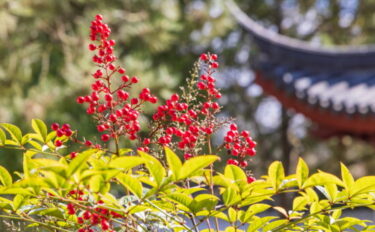 南天（ナンテン）の育て方｜実つきをよくするポイントも紹介