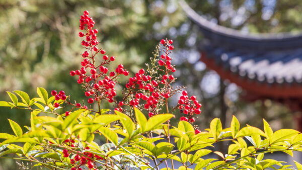 南天（ナンテン）の育て方｜実つきをよくするポイントも紹介