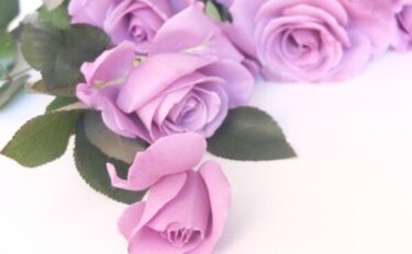 バラをもっと深く知る㊸葉が決める花の印象 その③近年の日本のバラ