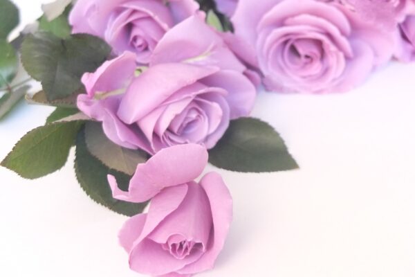 バラをもっと深く知る㊸葉が決める花の印象 その③近年の日本のバラ