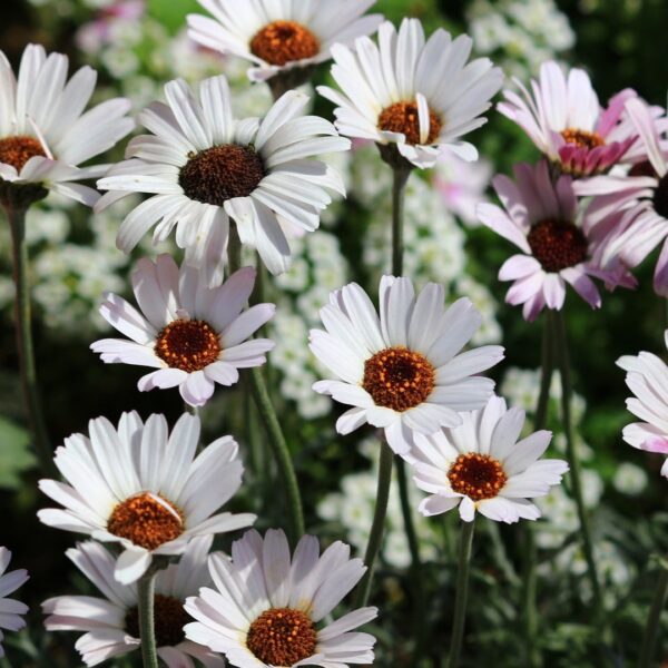 ローダンセマム