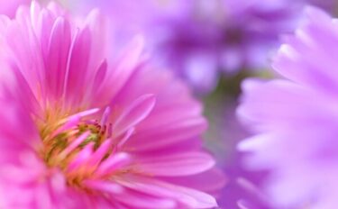 【宿根アスターの育て方】プランターでもOK！初心者向け栽培ガイド