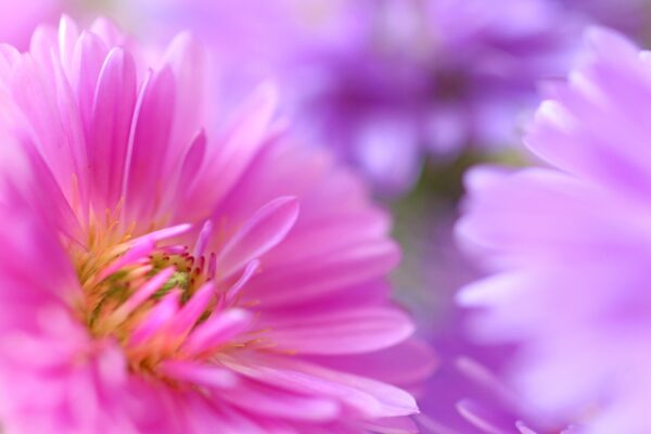 【宿根アスターの育て方】プランターでもOK！初心者向け栽培ガイド