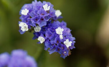スターチスの育て方｜冬越しや夏越し、植えかえ方法も紹介
