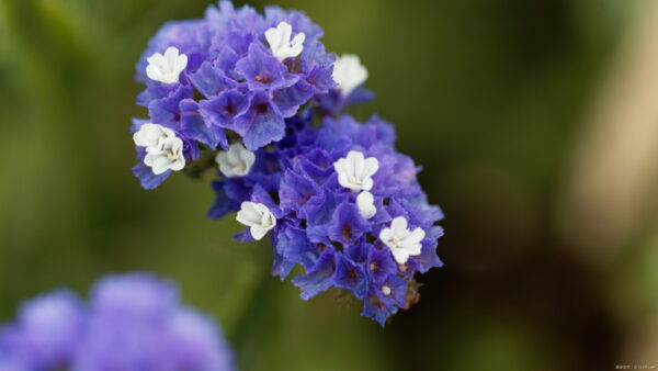 スターチスの育て方｜冬越しや夏越し、植えかえ方法も紹介