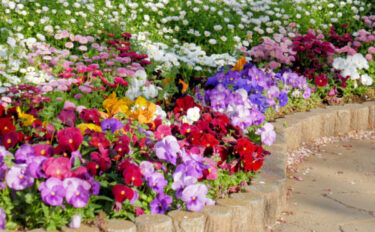 【秋に植える花】花壇が一気に華やぐ｜おすすめの品種10選